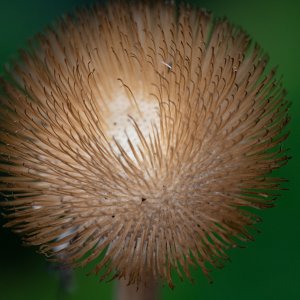 Blume...... Werner Marks